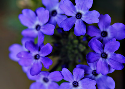 Flora