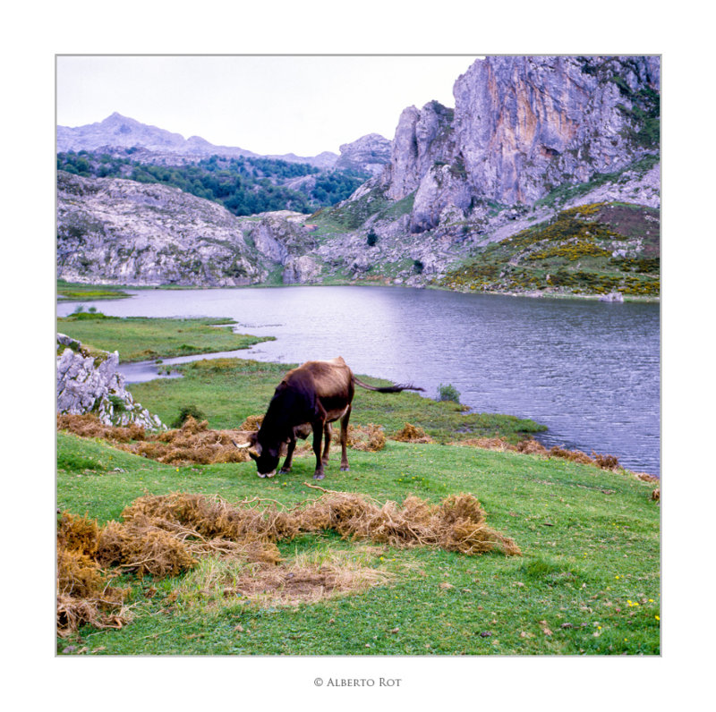 Llac Enol  Llacs de Covadonga, al Principat dAstries