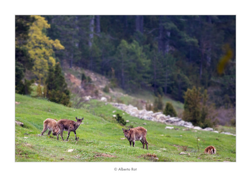 15/05/2016  Cabres salvatges pasturant