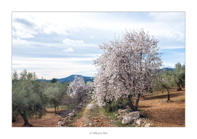 04/02/2017  Esclat de flors !