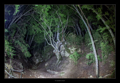 Faig Gros · Fageda del Retaule · La Sénia