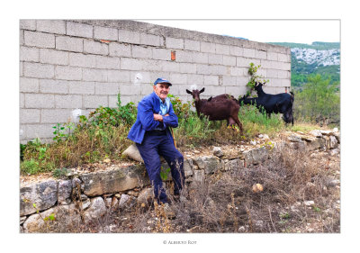 03/10/2015  Julio pasturant les seues cabres