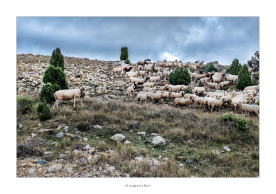07/12/2015  Ramat d'ovelles, Bel (Baix Maestrat)