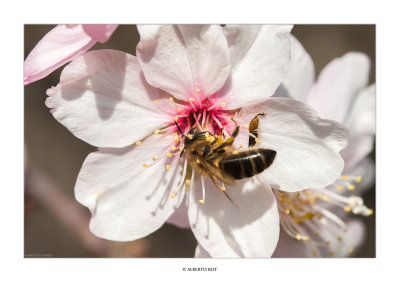 13/01/2016 · Gener florit, abellar ric