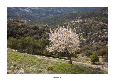 29/04/2016 · Cirerer en flor · Mas de Boix, Castell de Cabres