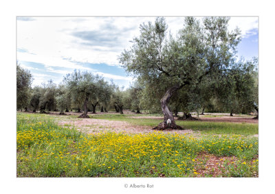 13/05/2016  Flors i oliveres