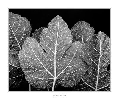 18/07/2016  Ficus carica