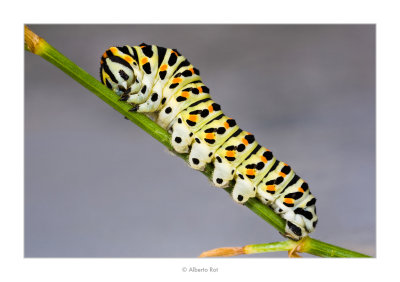 27/07/2016  Eruga de Papilio machaon