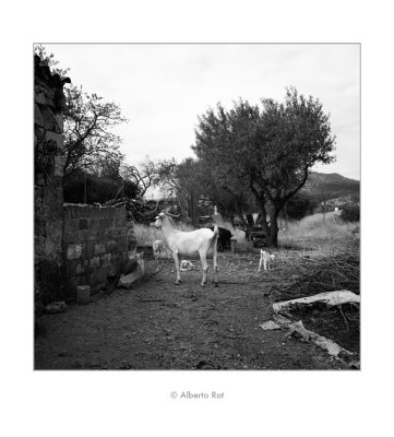 30/08/2016 · Les cabres de Julio