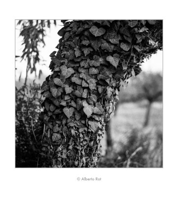 02/09/2016 · Tronc de figuera i heura
