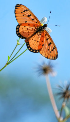 Butterflies