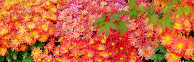 Chrysanthemum
