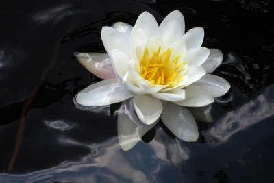 Water Lily