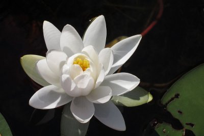 Water Lily