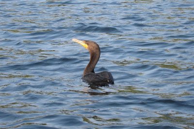 Cormorant