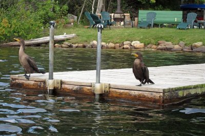 Guarding the Dock