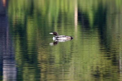 Mirror Lake Waterfowl