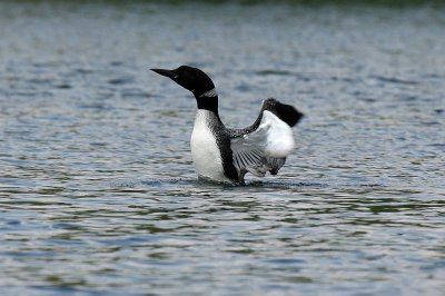 Preening