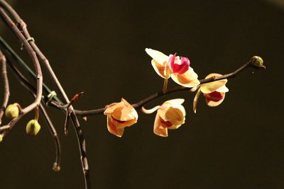 Orchids