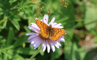 Daisy and Butterfly