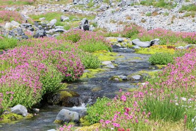 Wildflowers