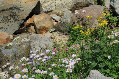 Wildflowers