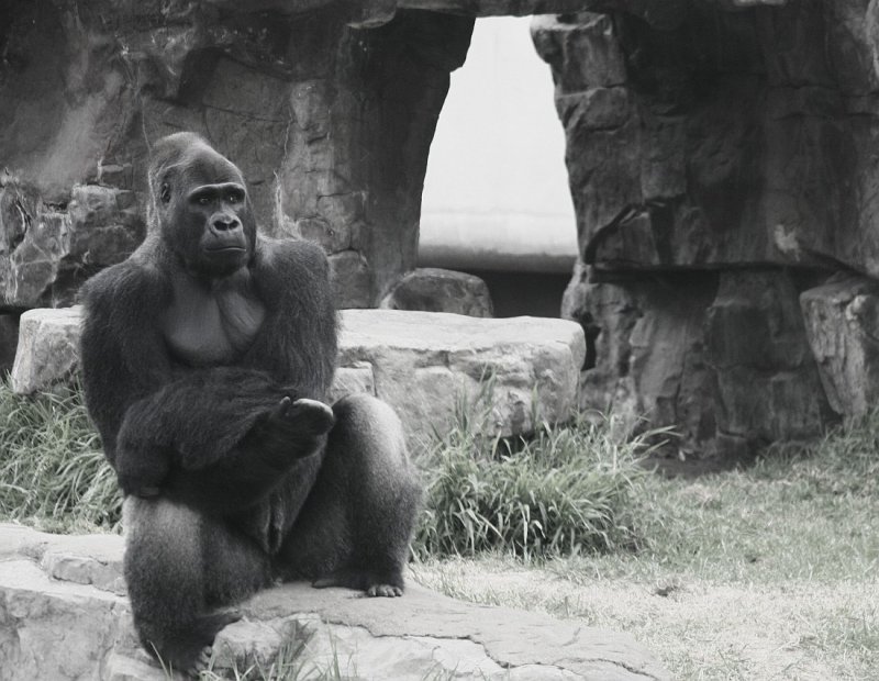 <a href=http://bit.ly/ggc-sf target=_blank><u>Gorilla Gestural Communication study</u></a> - SF Zoo. #1317bw