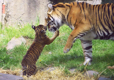 Tiger Cub, 10 weeks old, at San Francisco Zoo #sftigercub
