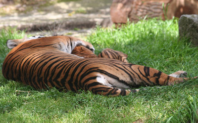 Mama hug.  (Probably to quiet the ever-playful cub) mImg_0757.jpg