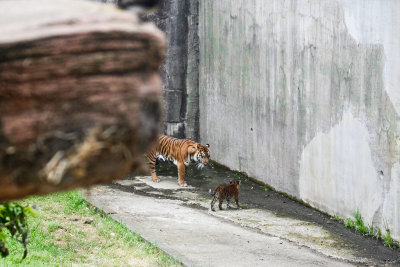 TEMPORARY subfolder for some tiger cub and other zoo shots May 8
