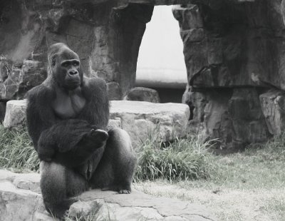 Gorilla Gestural Communication study - SF Zoo. #1317bw