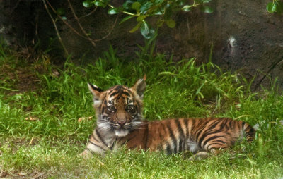 TEMPORARY subfolder for some tiger cub and other zoo shots May 8