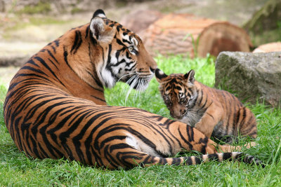 San Francisco Zoo's Tiger Cub, Jillian, and mom, May 7, 2013 #sftigercub