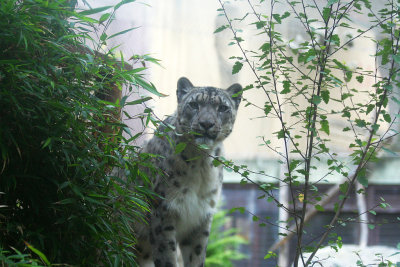 One of two snow leopards. Very sweet-tempered. #1716