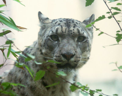 Snow leopard, behind plexiglass. #1725