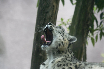 Snow leopard's had enough of us. #1735