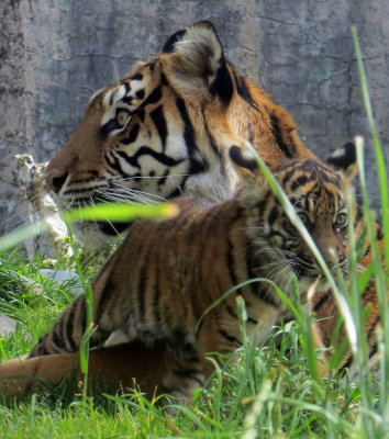 Tiger cub Jillian and her mother, Leanne. #2685