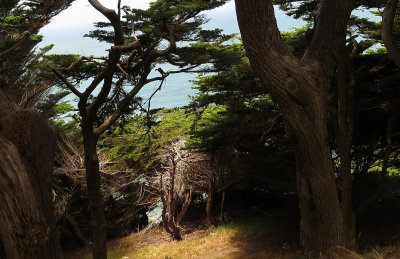 Looking down toward the ocean, through the trees. mImg_5585.jpg