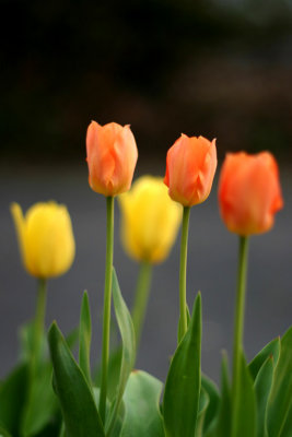 beautiful tulips...