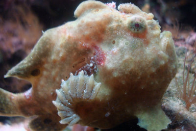 Frogfish