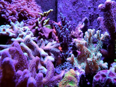 Field of SPS Corals