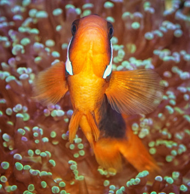 Tomato Clownfish