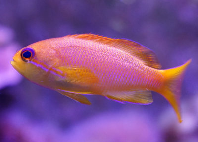 Pink Anthias