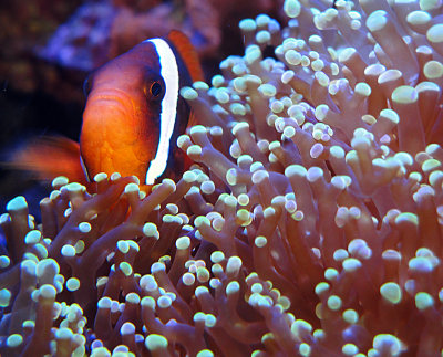 Tomato Clownfish