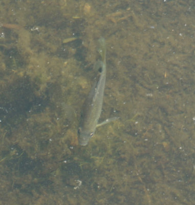 Sunfish / Bluegill fish (CROPPED)