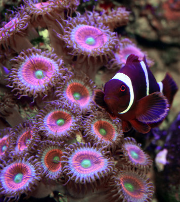 Gold Striped Maroon Clown