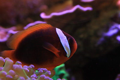 Tomato Clownfish 