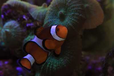 Ocellaris Clown Fish