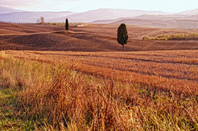 Tuscany In My Heart