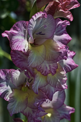 Gladiolus from the garden.